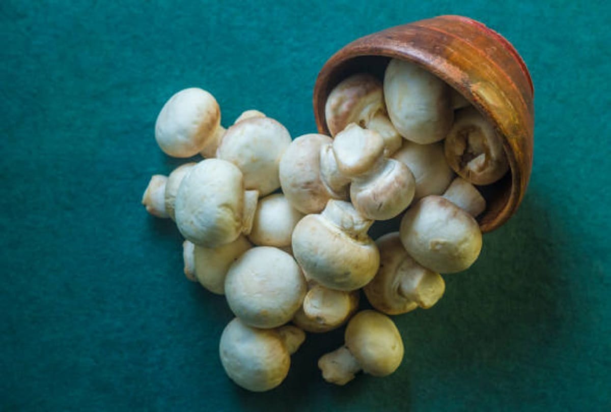 Jammu Kashmir: 42 crore project for mushroom cultivation employment opportunities will increase