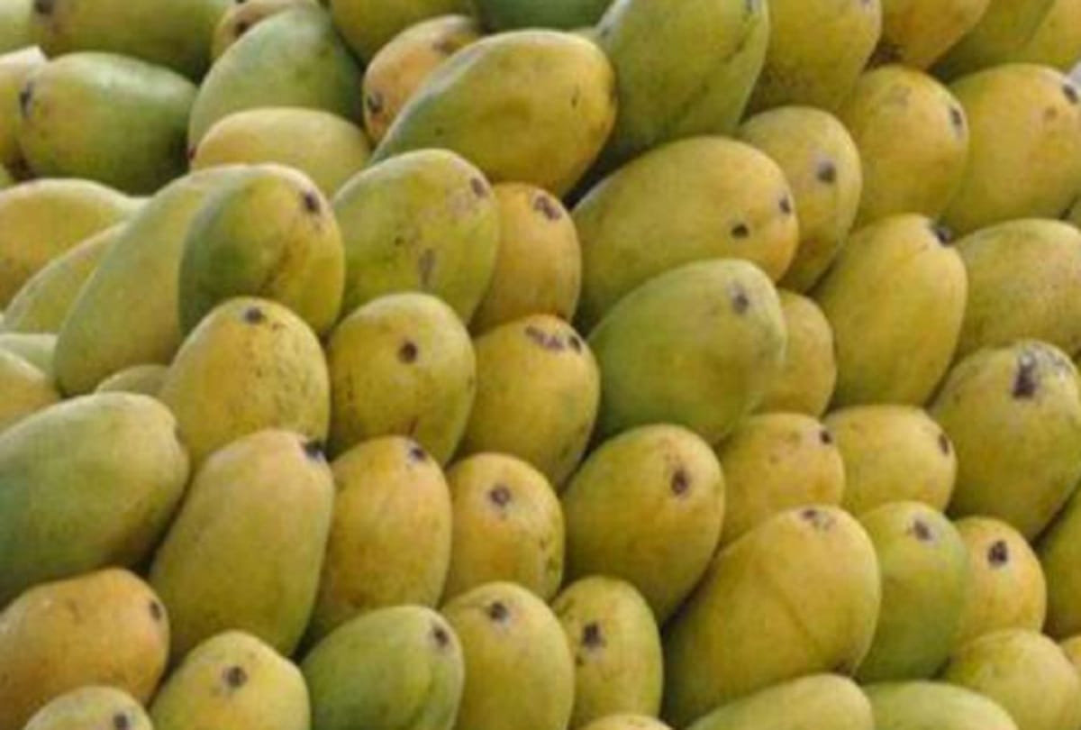 Plight of Dussehri mango: Business of two thousand crores reduced to 600 crores
