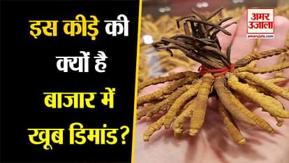 facts about the himalayan viagra caterpillar fungus yarsagumba in himalayan mountains