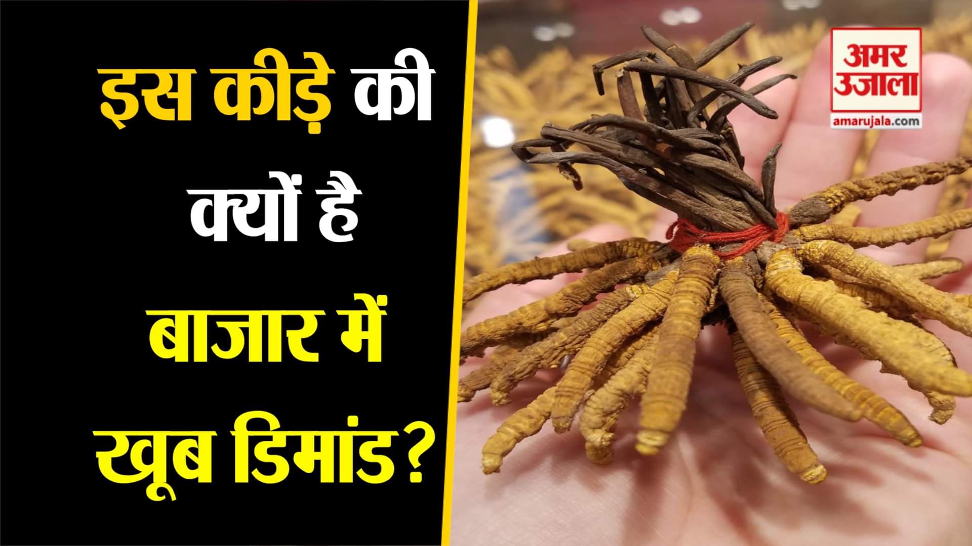 कीड़ा जड़ी