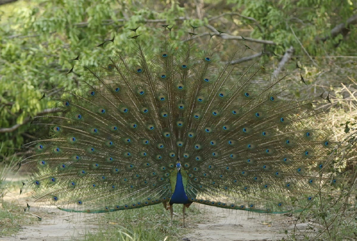 National bird peacock colour and importance