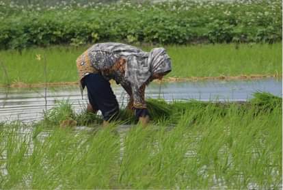 धान की बिजाई।