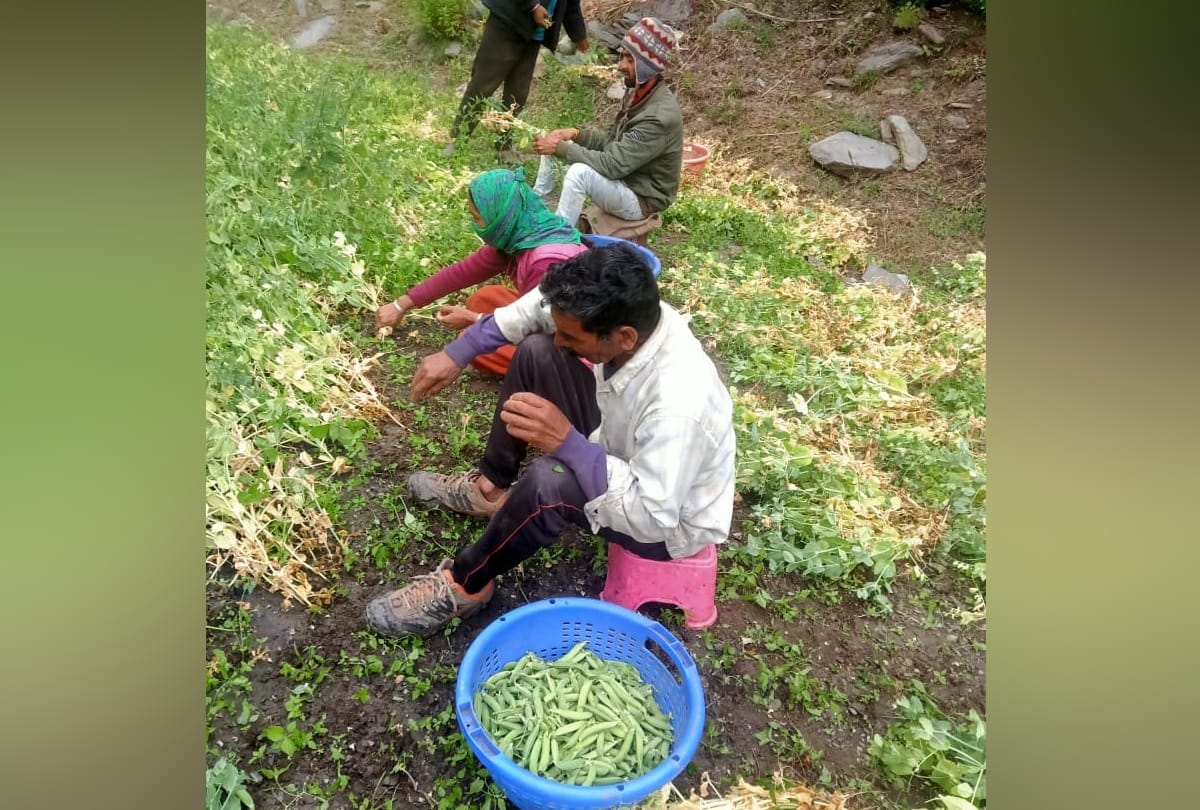 himachal news: lahaul peas supply reached in mandis