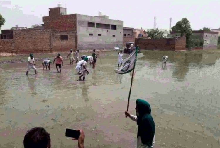 Farmers Destroy Paddy sown on Land of BJP Leader in Barnala of Punjab