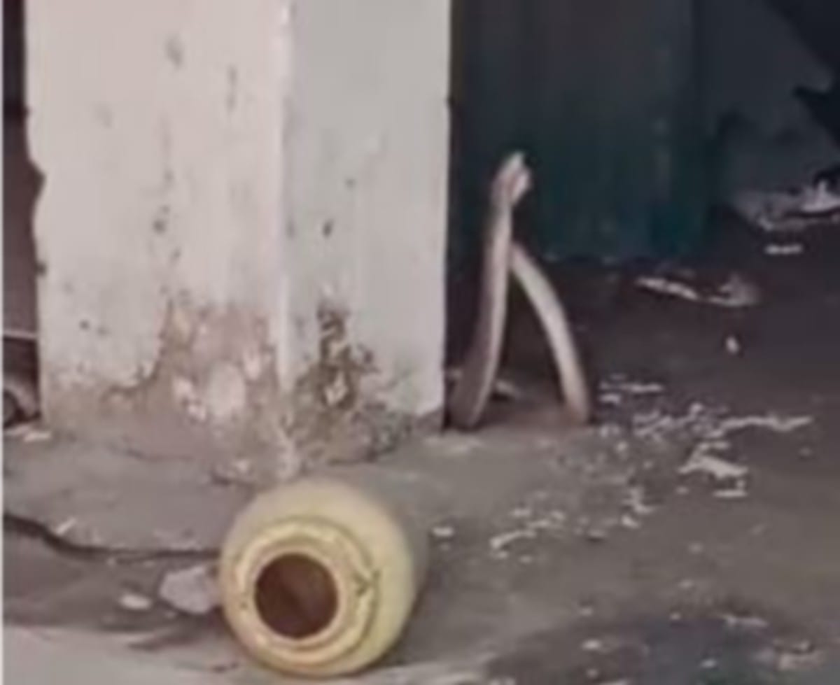 Snakes fight in house of bhu professor