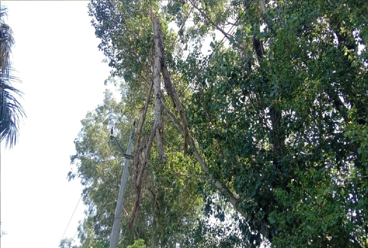 weather forecast jammu kashmir Trees uprooted walls demolished following heavy winds in Jammu