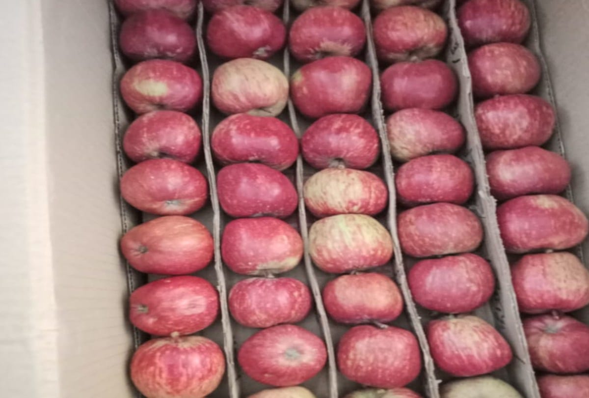 Royal knock in Bhattakufar fruit market Shimla, 2000 rupees box sold