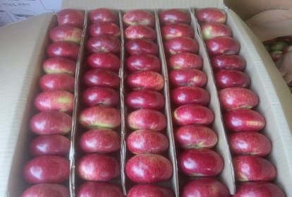 Jammu Apple Orchard udhampur Premnath Started Orcharding at age 72 apple laden plants in a year