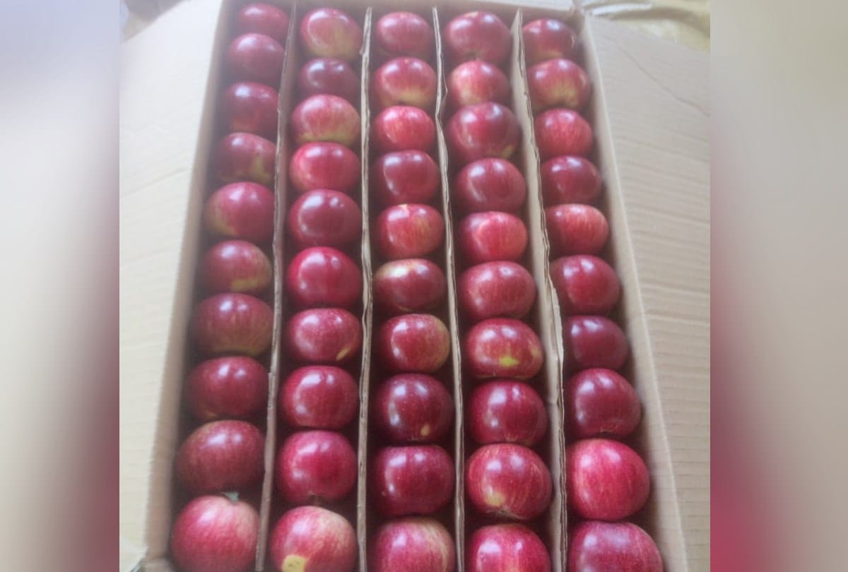 Earnings reduced by 70 percent in a box of apples in mandi himachal