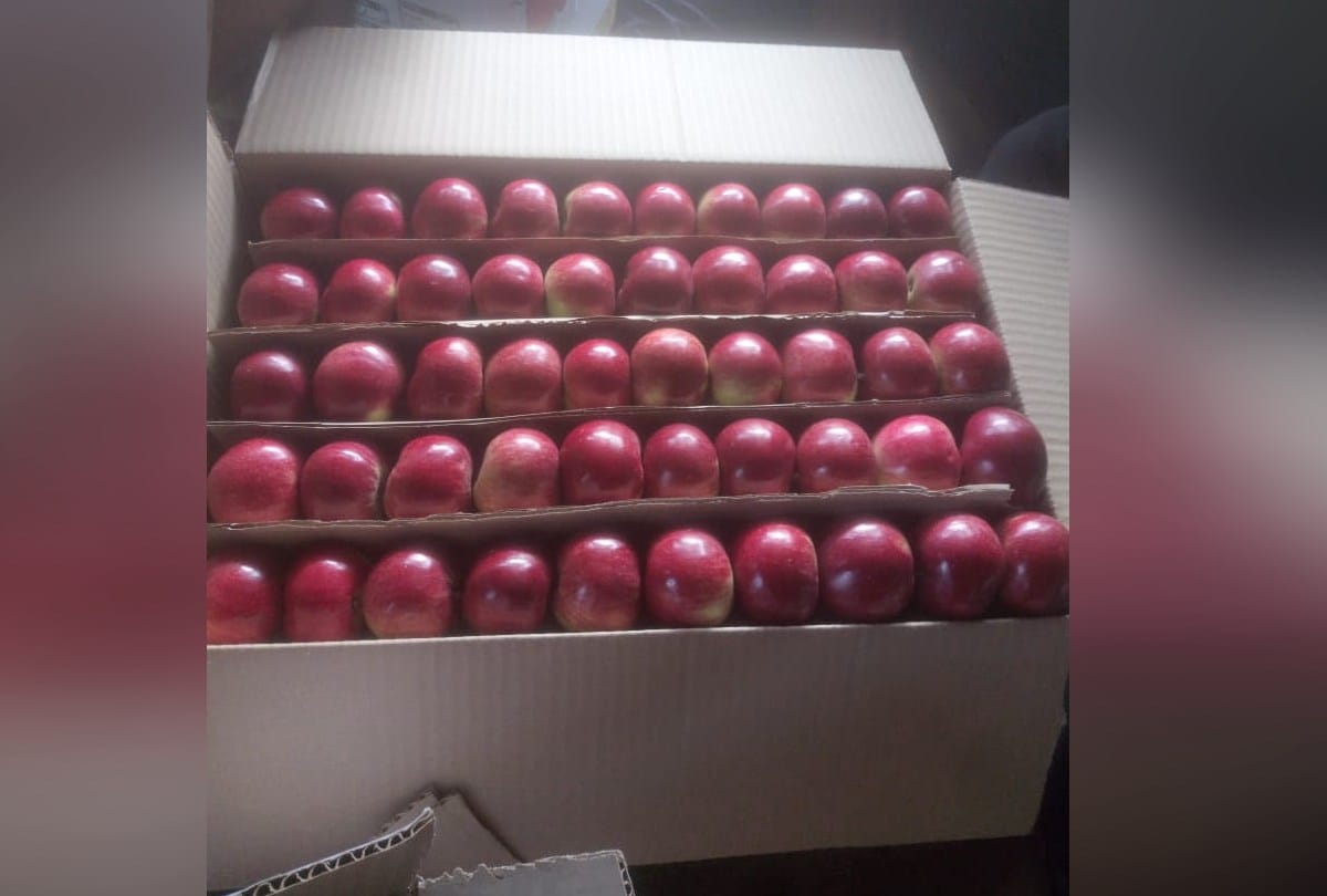 Horticulture news: Shimla's organic apple will be sold in five star hotels of Maharashtra