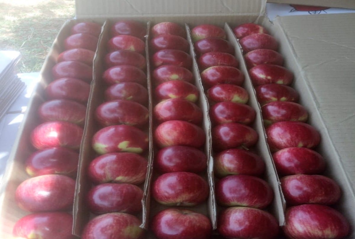 Adani again cuts the price of apple purchase by two rupees
