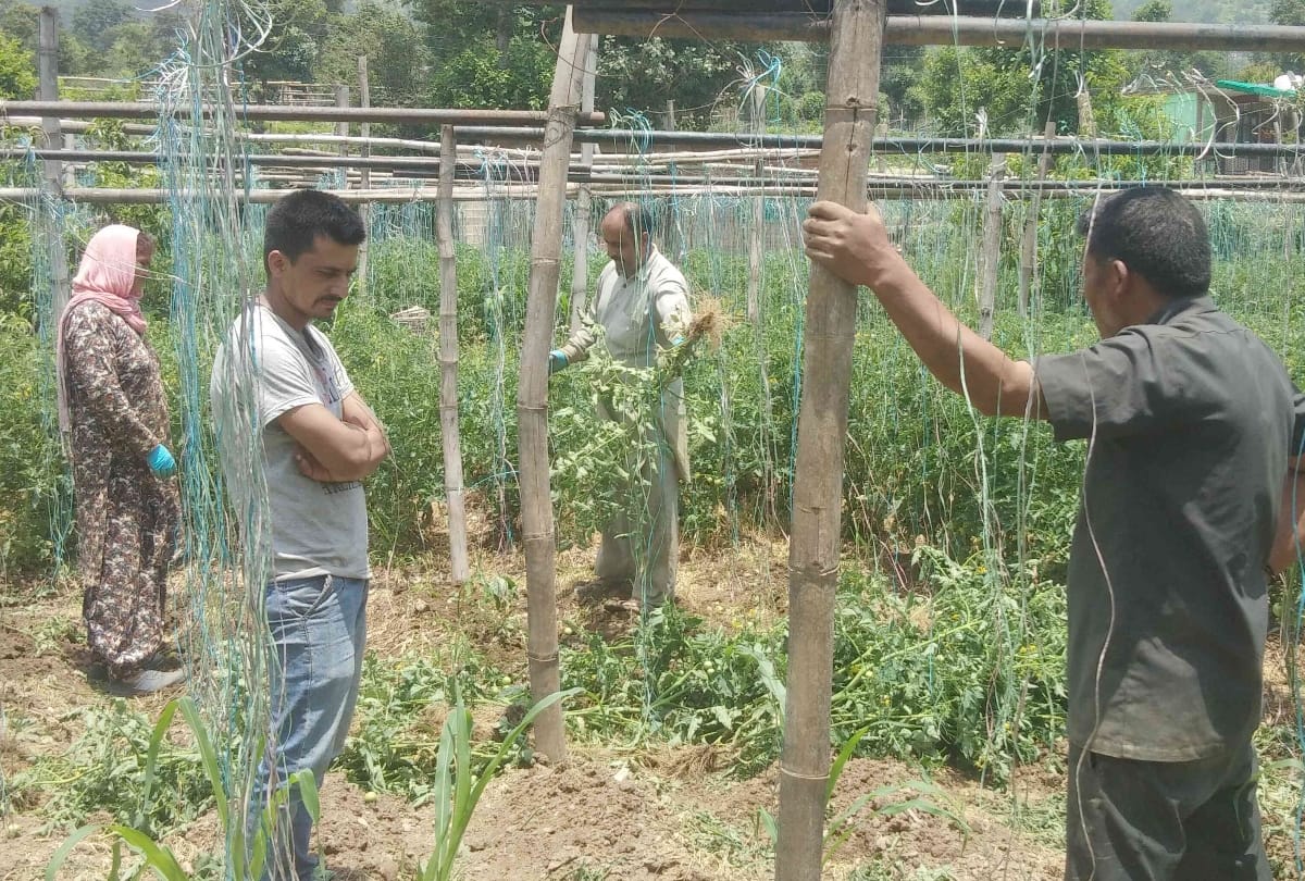 Himachal News: rockstar tomato cultivation in solan himachal pradesh