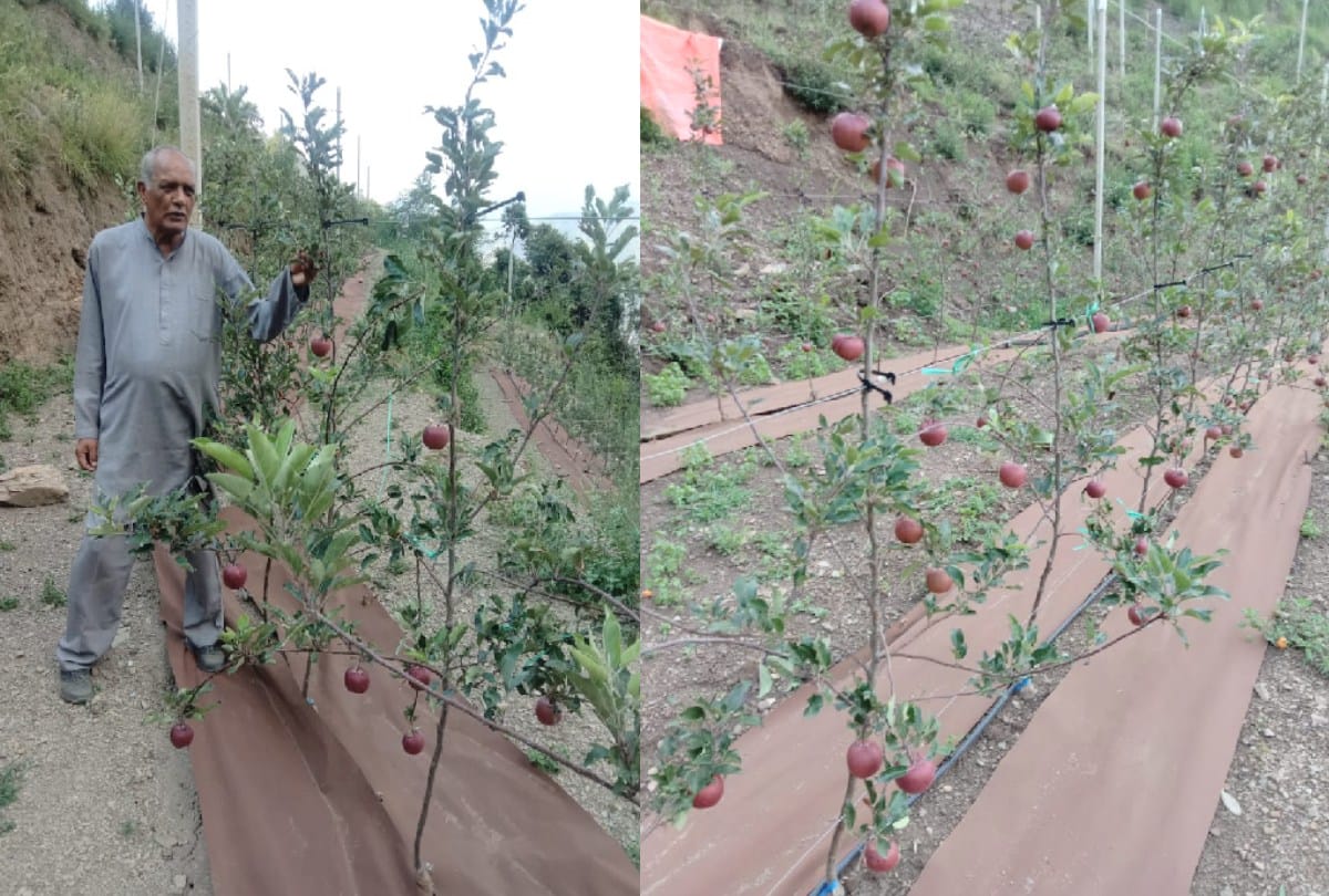 Plants gave apple crop in five months in Dharogda shimla, got a price of Rs 150 per kg