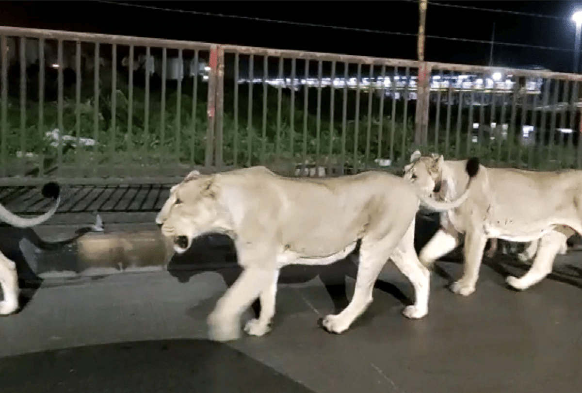 five lions are seen on the highway of Gujarat amreli walking together during the night