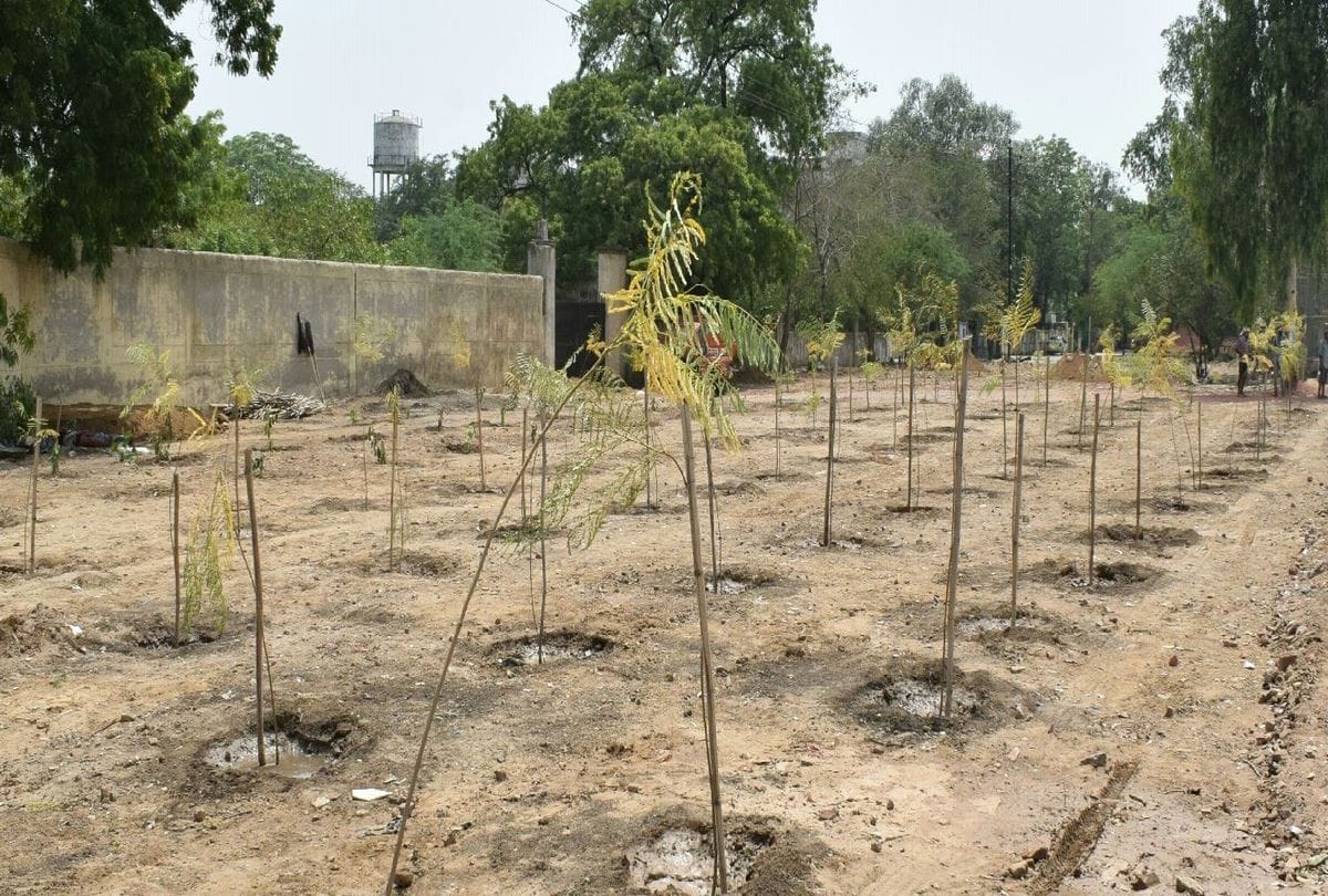 Amar Ujala Reality Check of Plantation In Agra