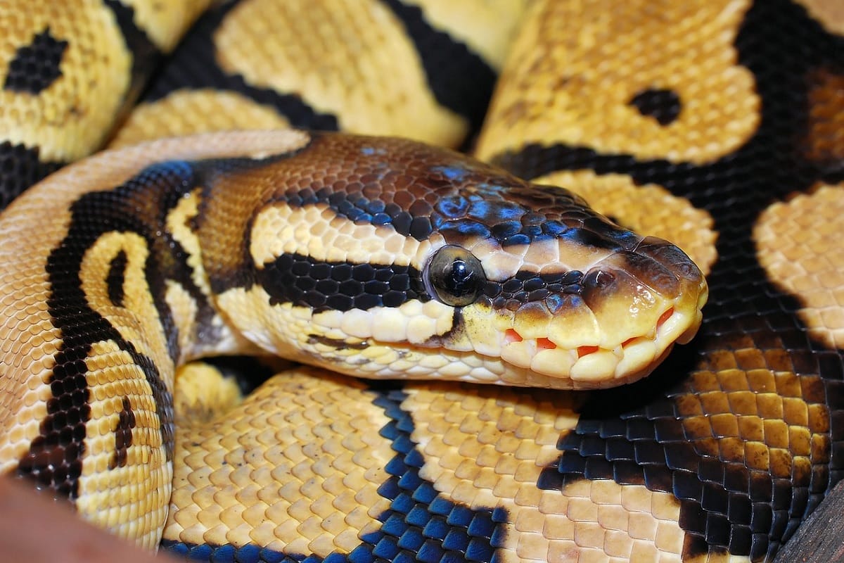 Austria man bitten by escaped python while sitting on toilet news in Hindi