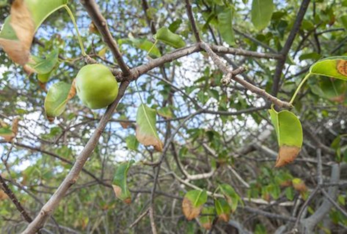 world most poisonous tree manchineel know the all details and facts