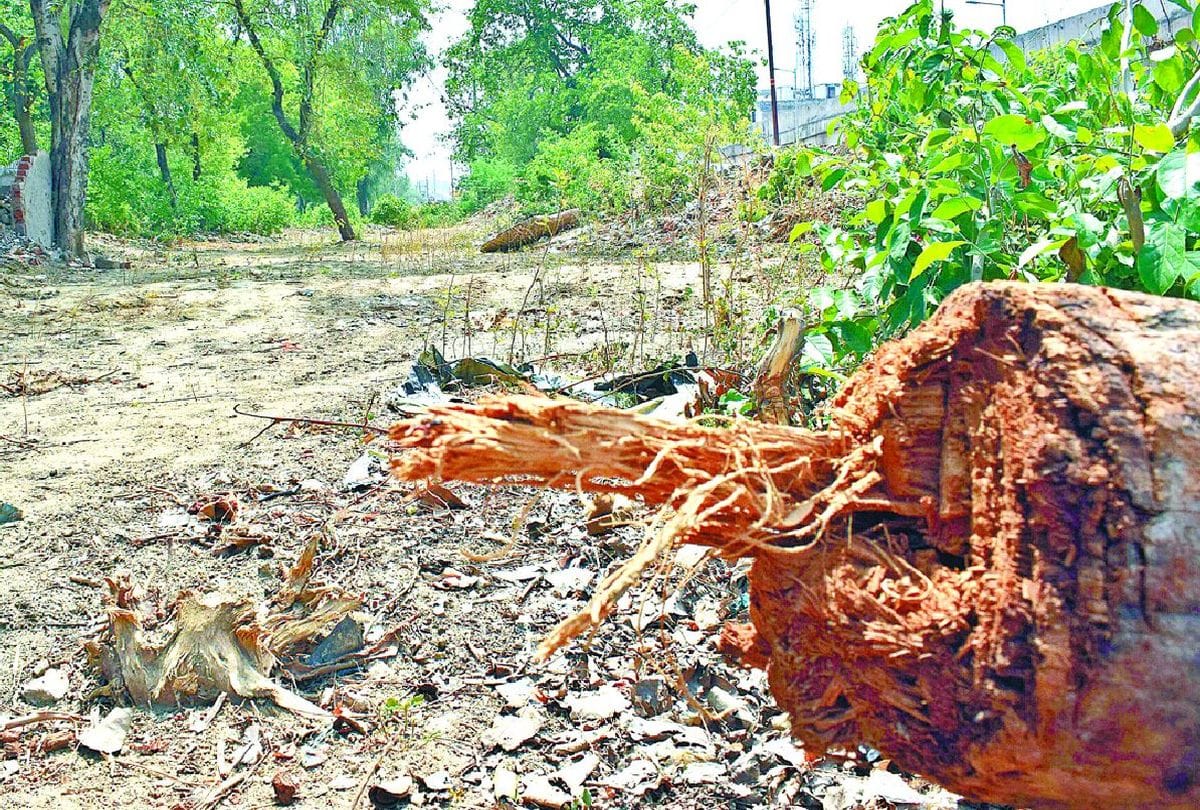 trees cut in Agra amid plantation campaign