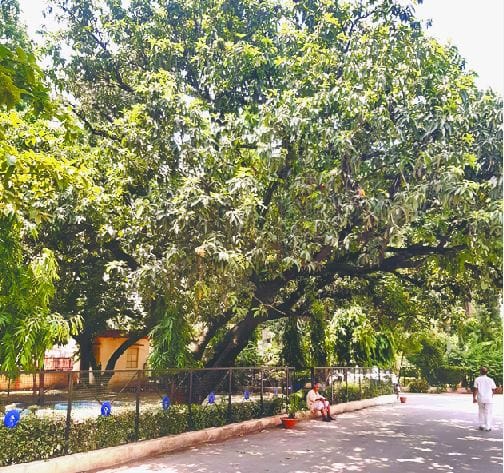 Mother Tree of Varanasi: Hundreds of Kalmi saplings will be redy from langra aam tree 