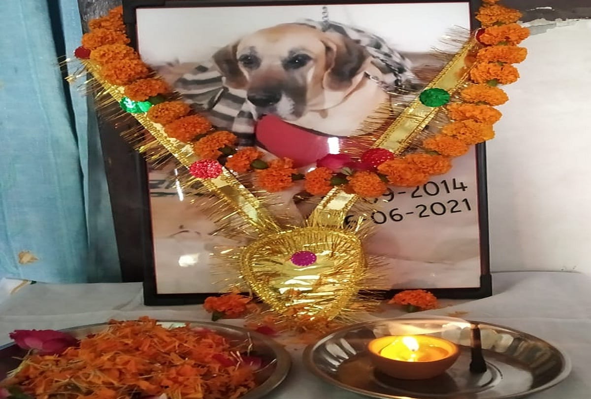 last rites of dog Hero food was provided to people havan done for soul peace planting in memory