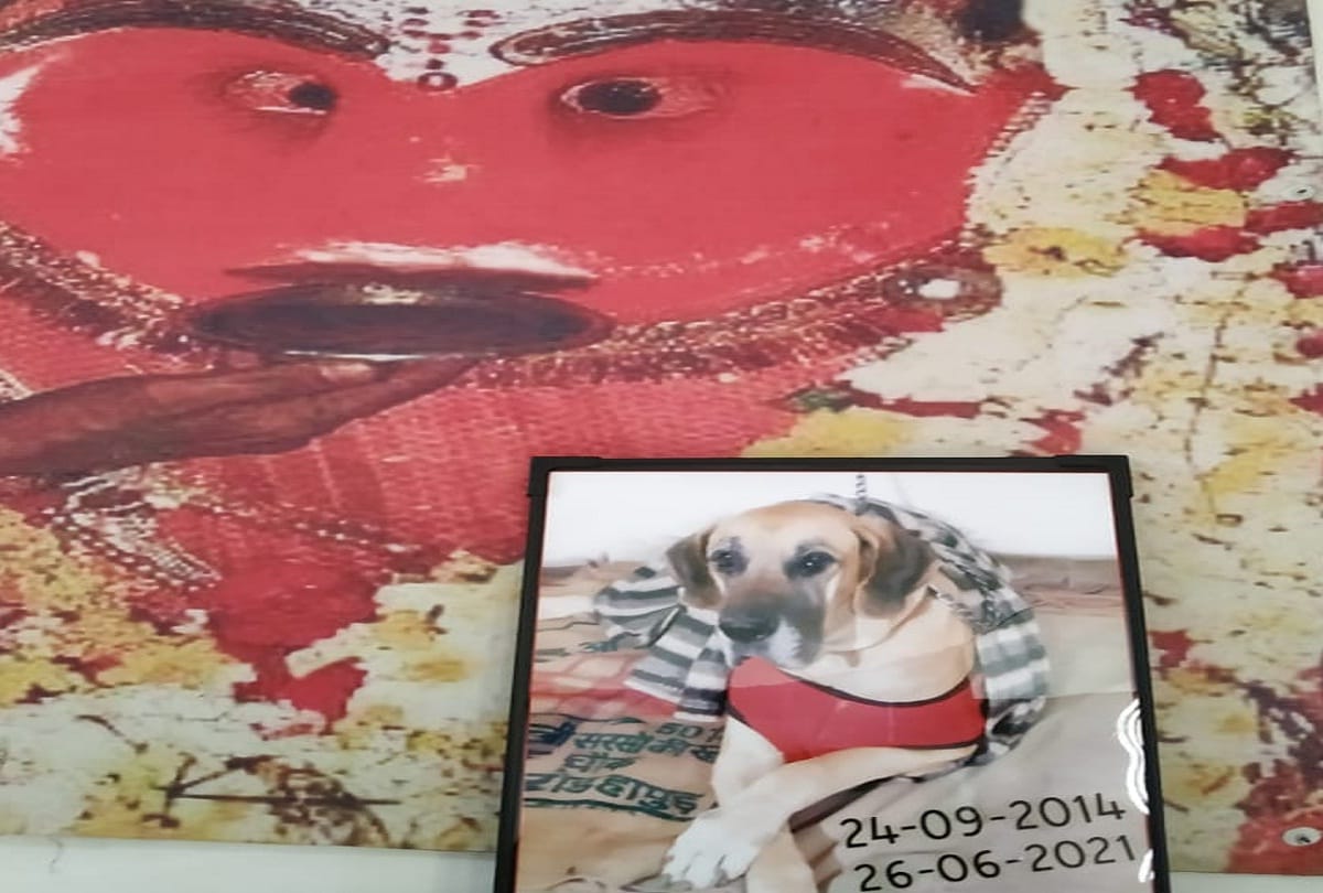 last rites of dog Hero food was provided to people havan done for soul peace planting in memory