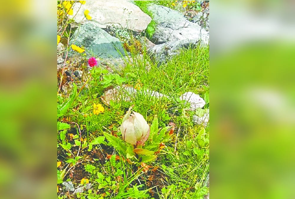 Kedarnath Dham: First Brahma Kamal bloomed in Brahmavatika
