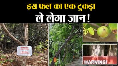 facts about manchineel tree world most poisonous tree florida