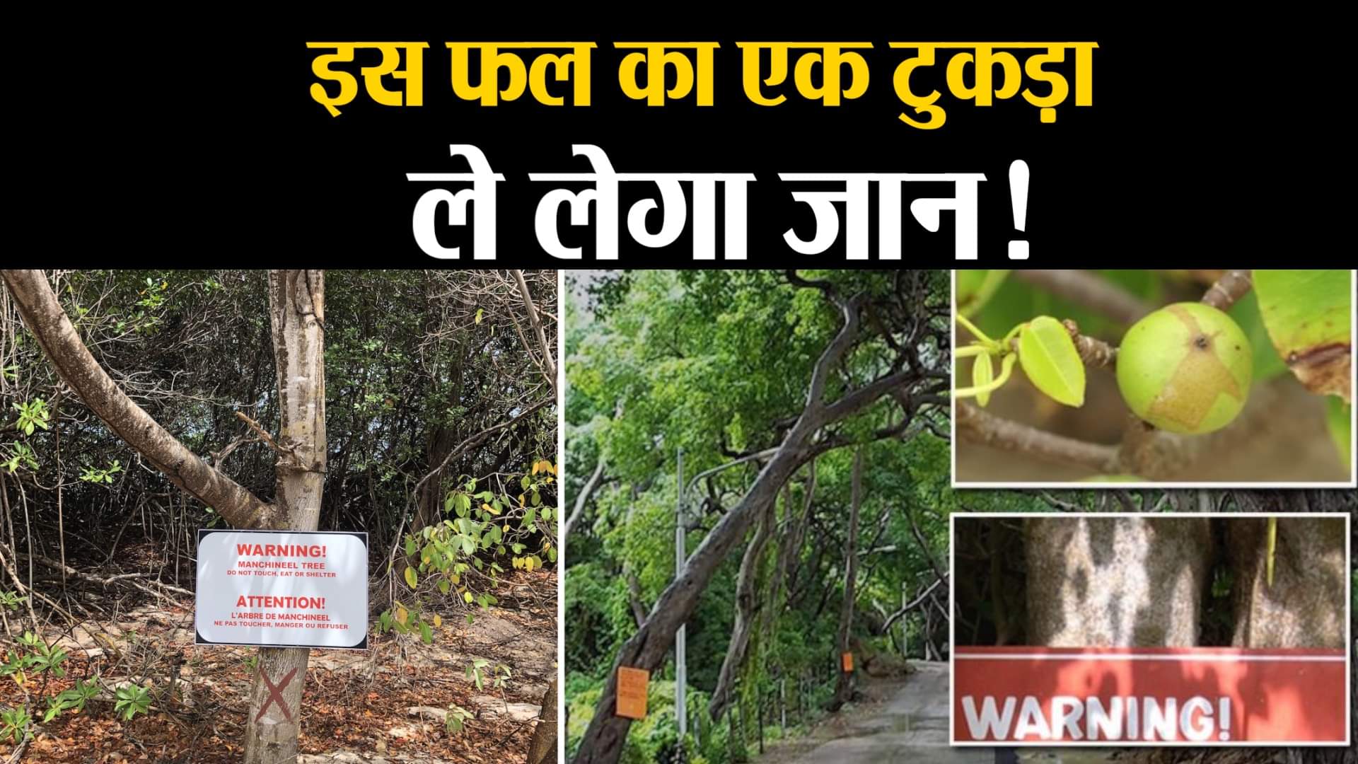 मैंशीनील पेड़