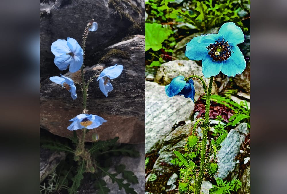 Valley of Flowers Uttarakhand: More than 200 tourists arrived in nine days