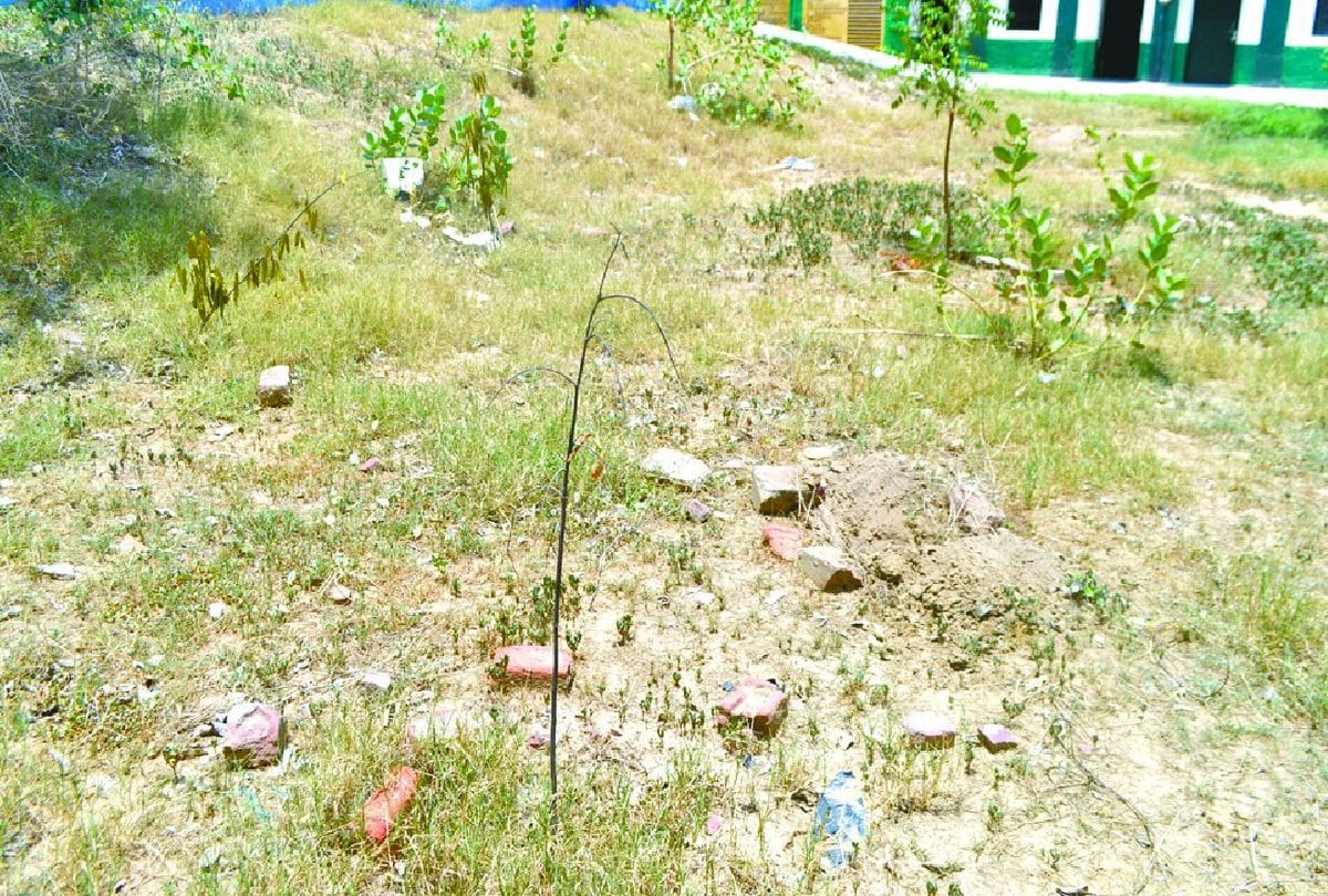 Amar Ujala Reality Check Of Plantation Near Railway Track Agra