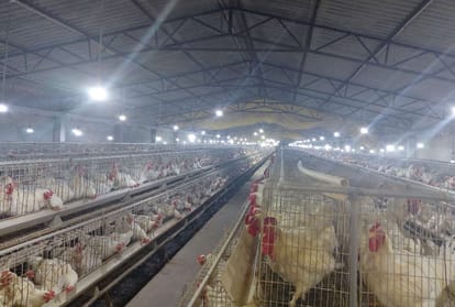 story of farmer Dr. Ajay Rawat gave employment to two thousand people through broiler parents farming in Siddharthnagar