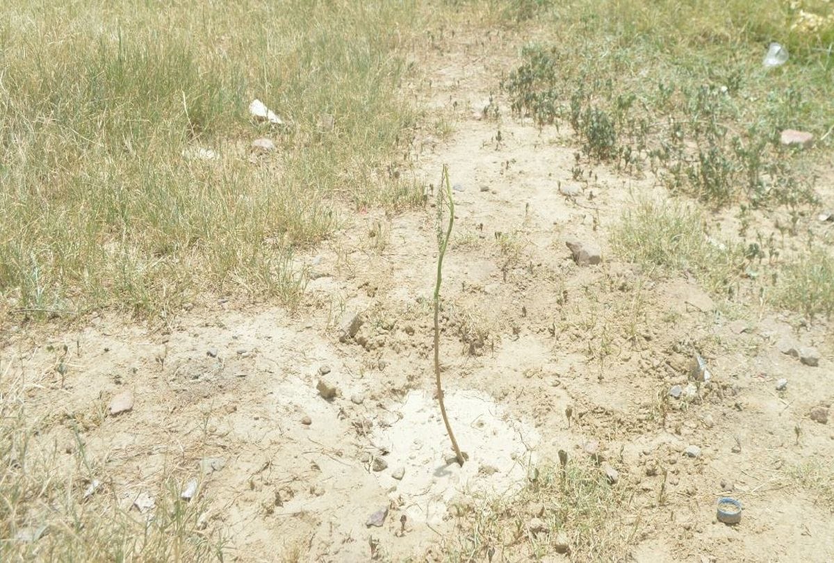 Amar Ujala Reality Check Of Plantation Near Railway Track Agra