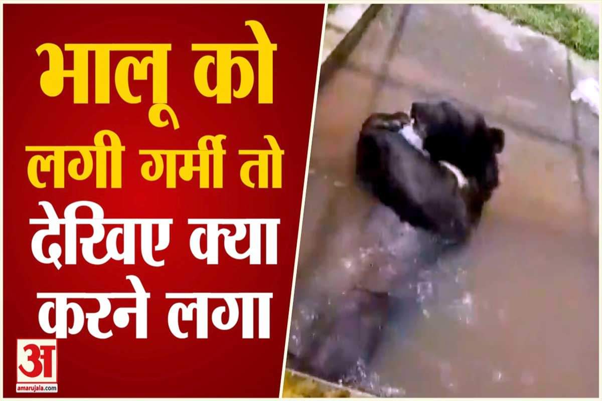 वायरल वीडियो