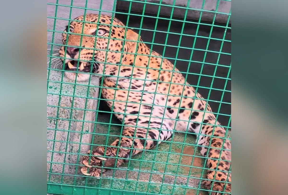 Another cage set up for leopard in kushinagar