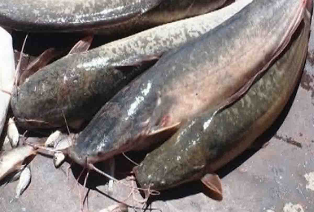 DCP traffic caught three trucks full of Thai Mangur fish in Kanpur