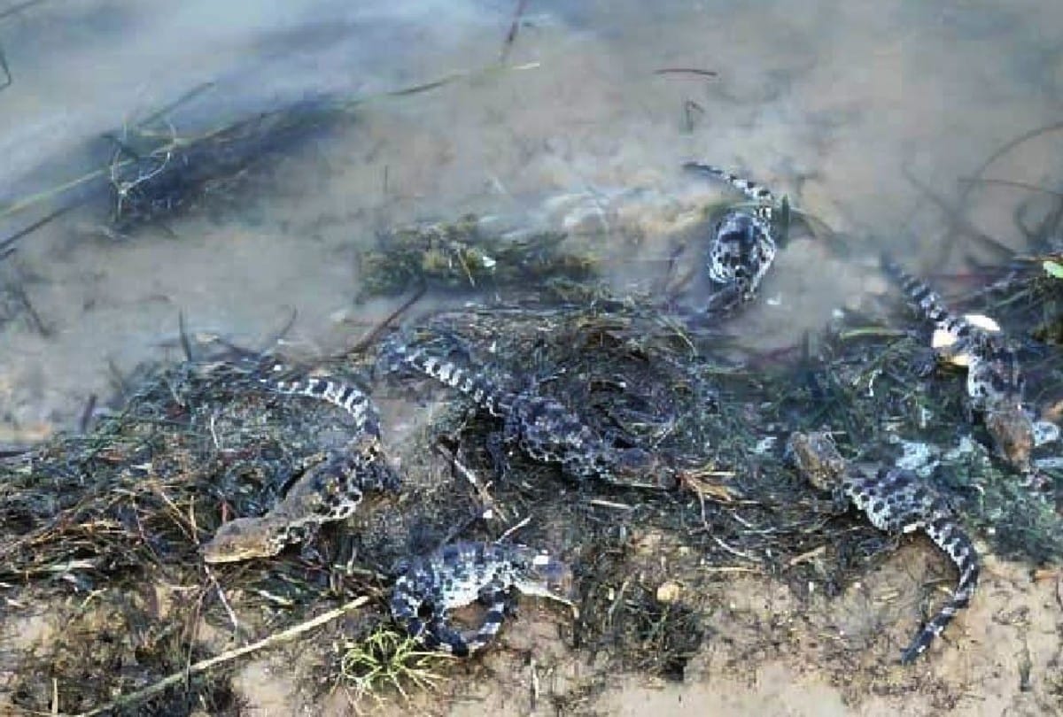 number of crocodiles doubled in chambal river in six years