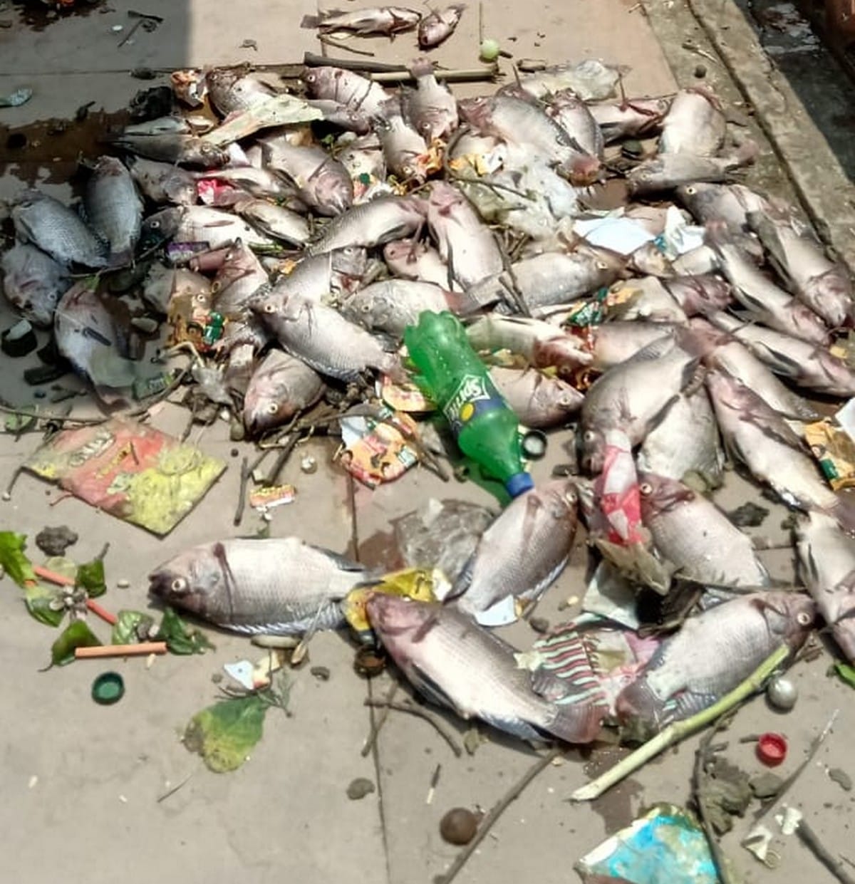 Hundreds of fish found dead in Sarangnath Mahadev temple pond in varanasi