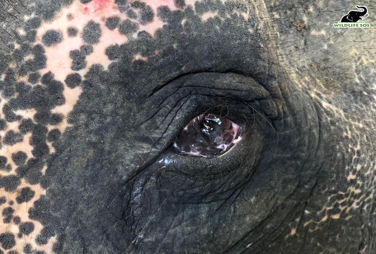 Read Blind Elephant Neena Story Came In Mathura Conservation And Care Center