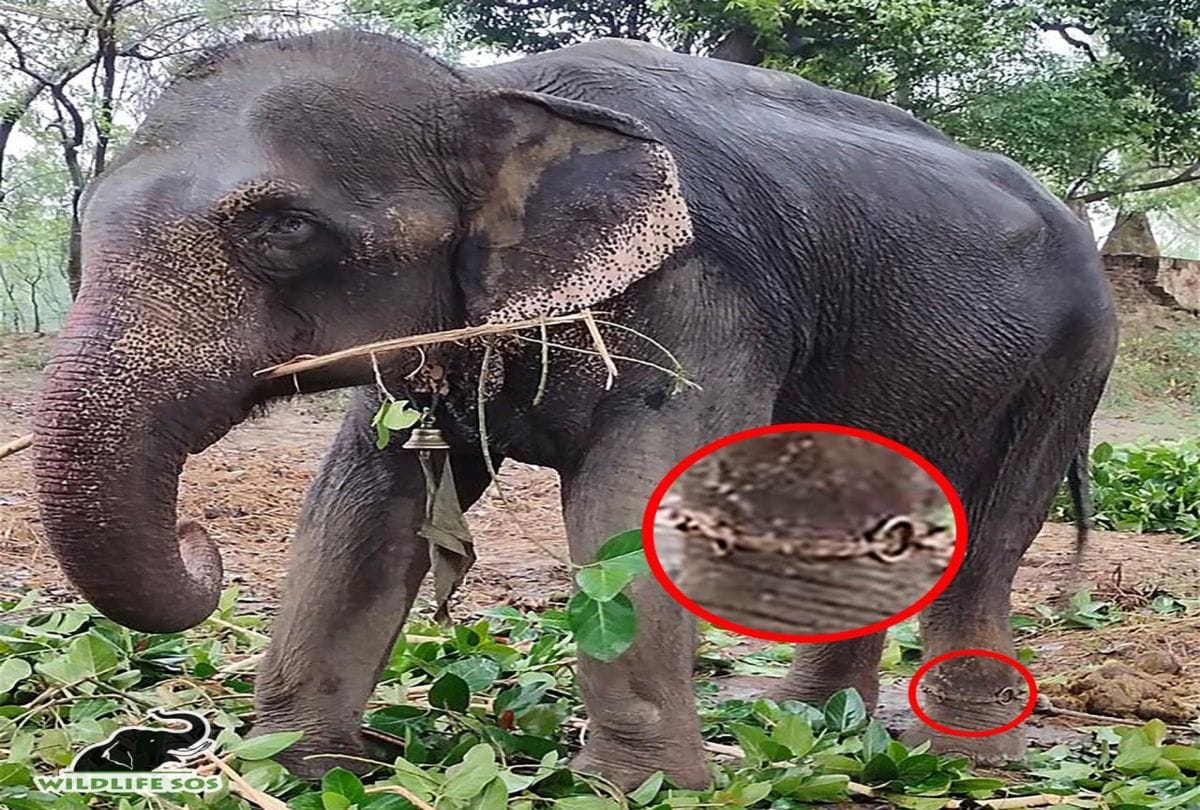 Read Blind Elephant Neena Story Came In Mathura Conservation And Care Center