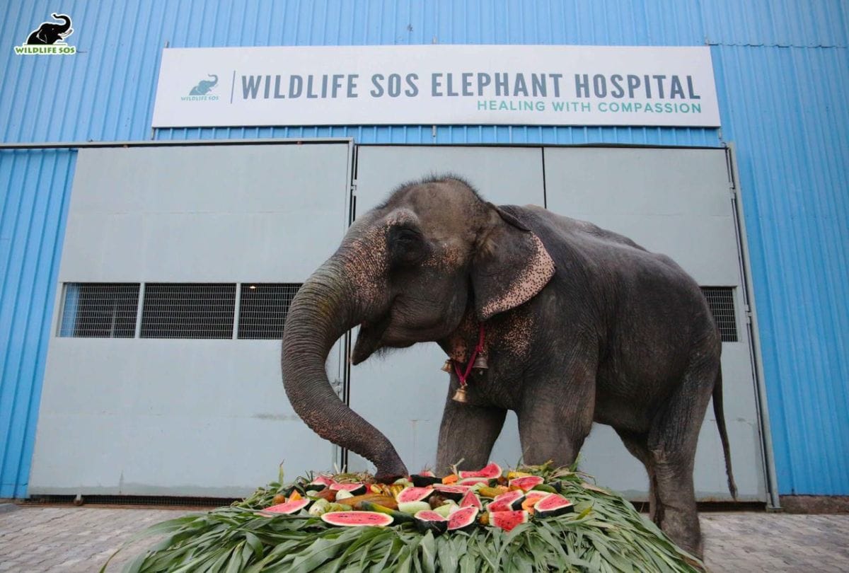 Read Blind Elephant Neena Story Came In Mathura Conservation And Care Center