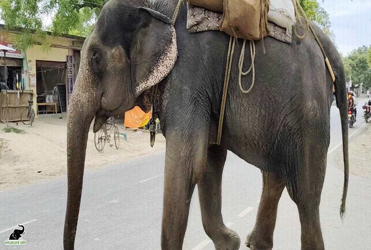 Read Blind Elephant Neena Story Came In Mathura Conservation And Care Center