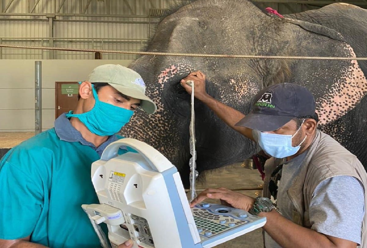 Read Blind Elephant Neena Story Came In Mathura Conservation And Care Center