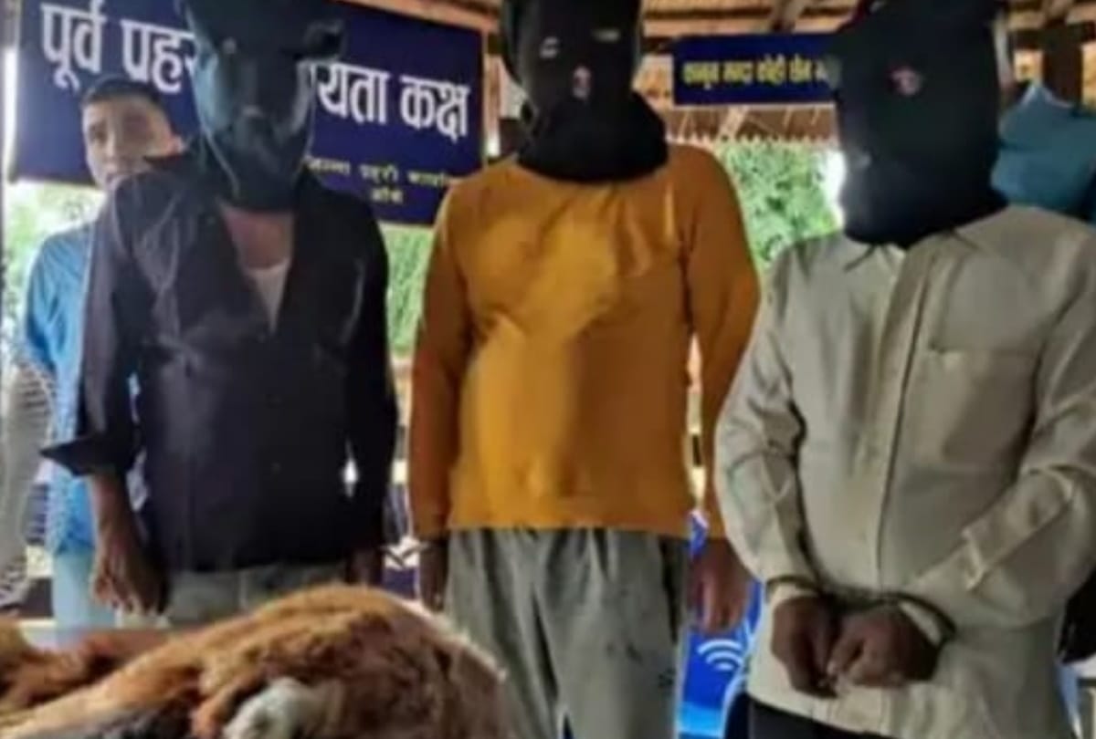 Three smugglers arrested with red panda skin and bear bile in Nepalganj