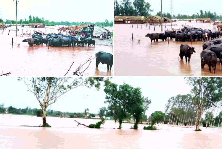 Sudden rise water level of Ujh River in Pathankot of Punjab