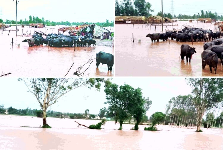 Sudden rise water level of Ujh River in Pathankot of Punjab