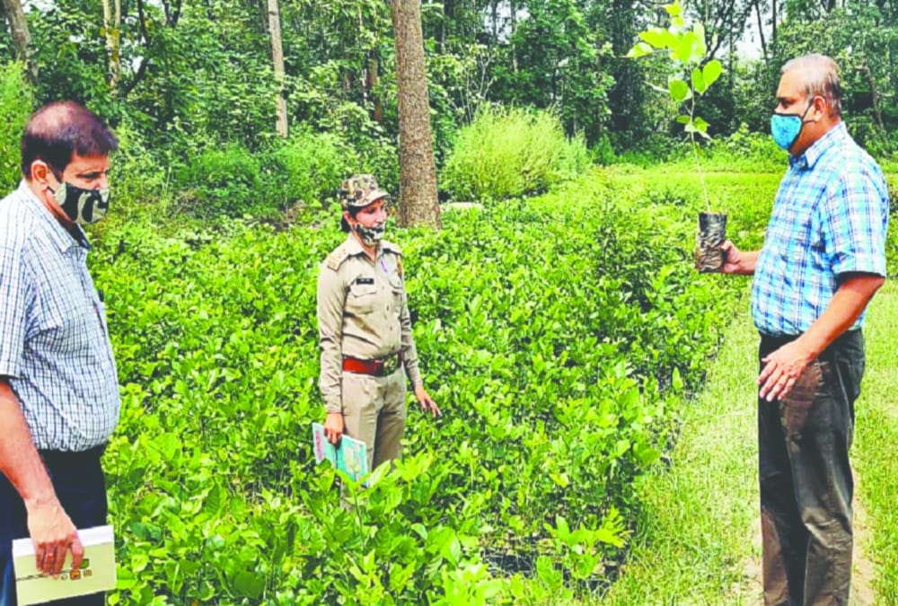 Exclusive: Haridwar nursery plants will enhance  Beauty of Chardham All Weather Road