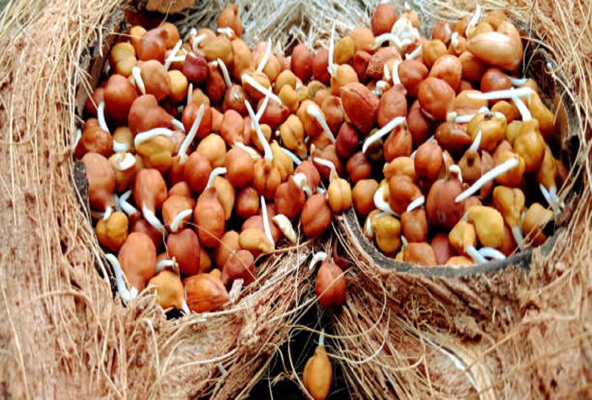 health tips amazing benefits eating gram or chana with jaggery