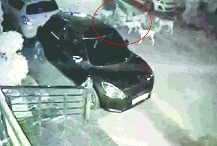 Stray dogs killed a person in Gurdaspur of Punjab