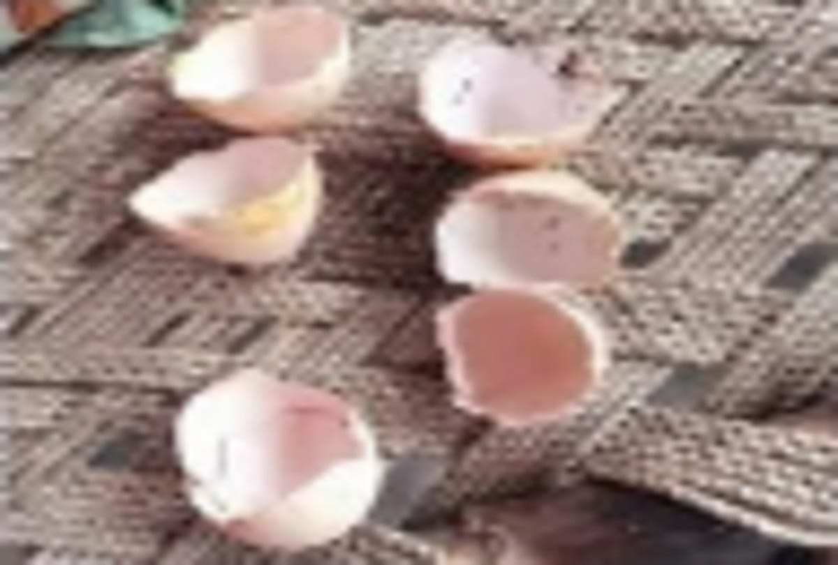 Stole peacock eggs and ate omelet, police engaged in investigation