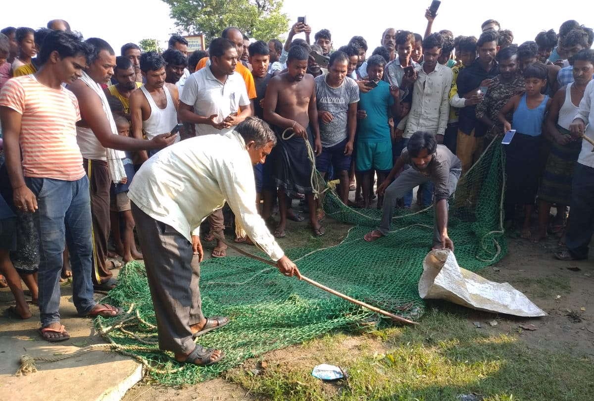 10 feet tall python climbed on bael tree in maharajganj